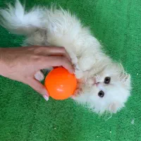 گربه|گربه|بجنورد, |دیوار