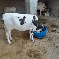 با عرض سلام یک پرو گاو ویک ماده گاوسرخ وگوساله