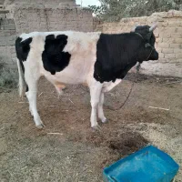 گاونر پلواری|حیوانات مزرعه|لادیز, |دیوار