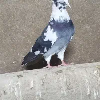 کبوتر شاپر
