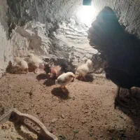 مرغ و جوجه