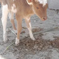 گاو گوساله گوسفند بز بره گاومیش در شادگان