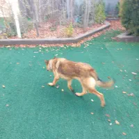 سگ ژرمن مالینویز نر جوان|سگ|شیراز, علوم پزشکی|دیوار