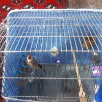 سره جوجه قفس زیردهن سره قناری بوده۳ساله|پرنده|ملایر, |دیوار