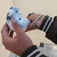 ک.بوتر نرو ماده نامبروان|پرنده|بروجن, |دیوار