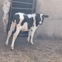 گوساله نر درجه یک