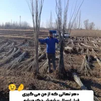 نهالستان رویال نهال