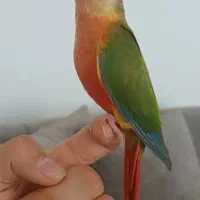 گرینچیک آناناسی رد اکستریم