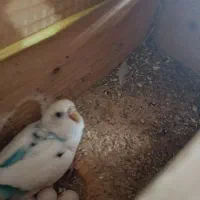 فروش مرغ عشق ۶ عدد
