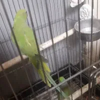 جفت ملنگو مولد  معاوضه با گرینچیک یا شاه طوطی|پرنده|ساری, |دیوار