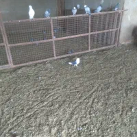 تعدادی کبوترپرشی.|پرنده|گلپایگان, |دیوار
