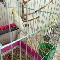 فروش عروس هلندی نر و ماده|پرنده|گرمسار, |دیوار