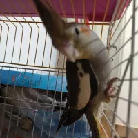 عروس هلندی نر