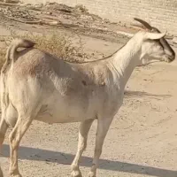 بز سومال  هیکلی دوقلوزا|حیوانات مزرعه|بندرعباس, |دیوار