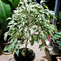 بنجامین ابلق