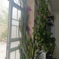 فروش کاکتوس افوربیا قرمز