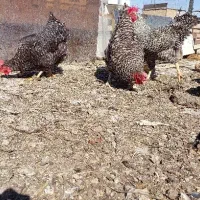 نوچه مرغ خروس محلی تخمگذاروگوشتی پولیموت راک آمروک