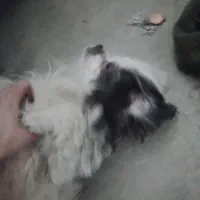 واگذاری سگ خانگی