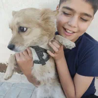 توله سگ باهوش شناسنامه دار