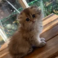 گربه نر و ماده اسکاتیش