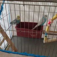 یک جفت مرغ عشق سالم و سرحال