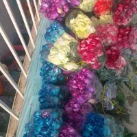 گل رزونرگس گل مریم گل کلایل