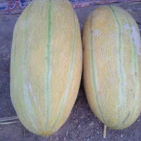 فروش خربزه