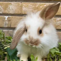 اگه کسی ازش نگهداری میکنه بهم اطلاع بده|حیوانات|کاشان, لتحر|دیوار