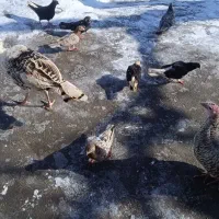 کفتر|پرنده|ضیاء آباد, |دیوار