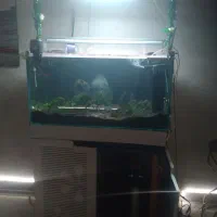 weekaqua3000 آکواریوم