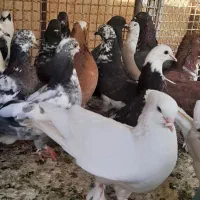 کفتر گرفتنی