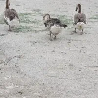 معاوضه قو غاز ماده