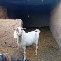 4بز شیری|حیوانات مزرعه|سراوان, |دیوار