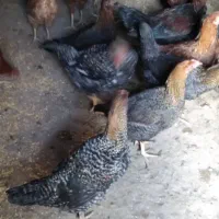 ۱۰ تا نیمچه محلی