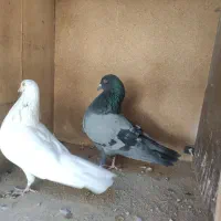 نر پاکستانی ماده کلدار|پرنده|قم, شاد قلی|دیوار