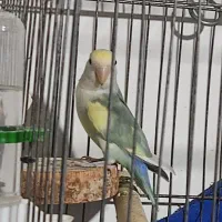 طوطی برزیلی نر|پرنده|املش, |دیوار