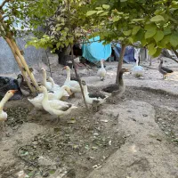 قو غاز|حیوانات مزرعه|مشهد, تبادکان|دیوار