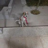 توله سگ ۶ماهه.جنسیت نر