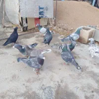 کفتر پلاکی|پرنده|شیراز, گویم|دیوار