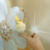 عروس هلندی لوتینو