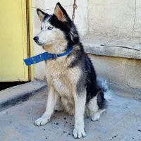 سگ هاسکی اصیل خالص چشم یخی مالاموت ماده|سگ|تهران, خرمشهر|دیوار