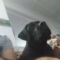 کنکوسو آموزش دیده فول کیفیت|سگ|کرمان, |دیوار