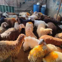 پخش بره نرپرواری در تهران