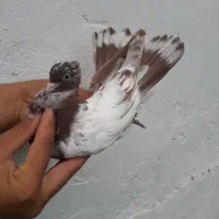 کبوتر پروازی کله دم قرمز و سفید مهر  بعداظهری