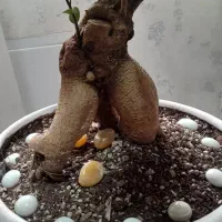 بنسای بزرگ ۱۱ ساله