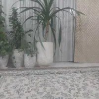 گل پاندانوس