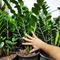 تخفیفات گل و گیاه مهران شروع شد|گل و گیاه طبیعی|بیرجند, |دیوار