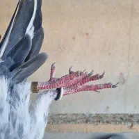 کفتر. تیدی تیدی. اصل