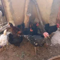 خروس فریزل (فرفری)|حیوانات مزرعه|بسطام, |دیوار