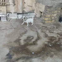 توله ۳ ماهه جیبی ماده